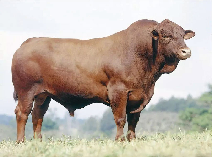 Bovinos carne
